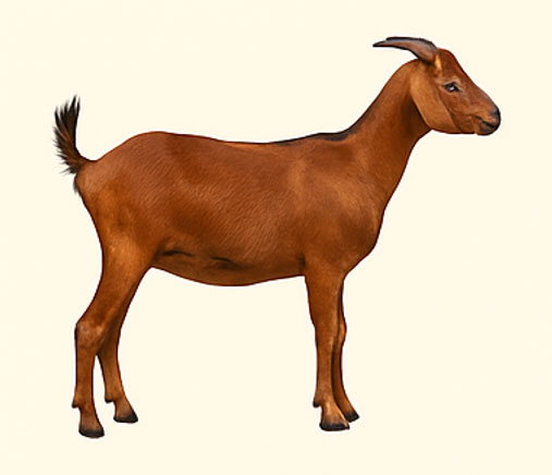 goat-alansar-farms