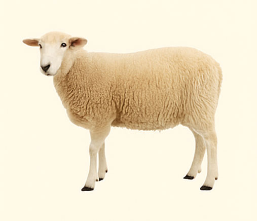 sheep-alansarfarm