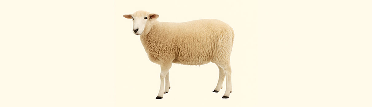 sheep-banner